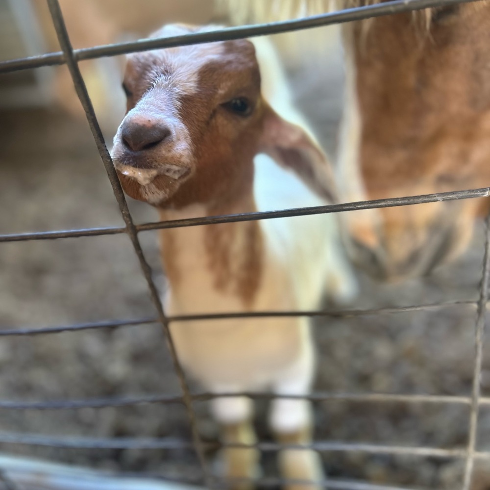 GOAT! 💕🐐 - Picture 2 of 12